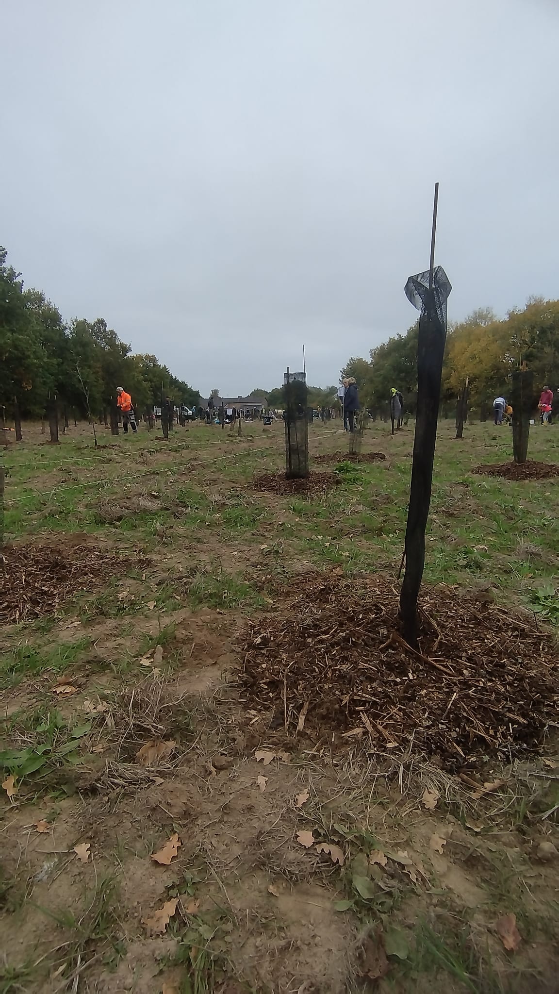 Reportage sur le Projet Mini-Forêt du Collectif Nid d’Arbres
  